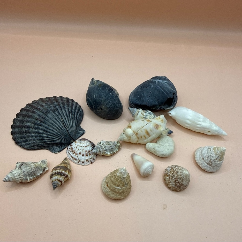 Vintage Lot of 15 Mixed Natural Sea Shells Crafting Crafts Hobbies Collecting